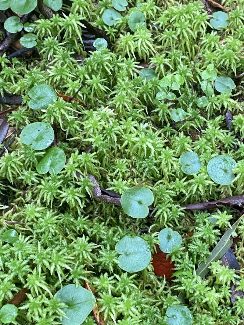 Corybas longitubus photo 8