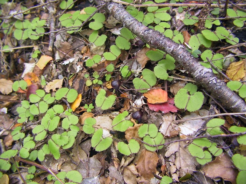 Corybas obscurus photo 2