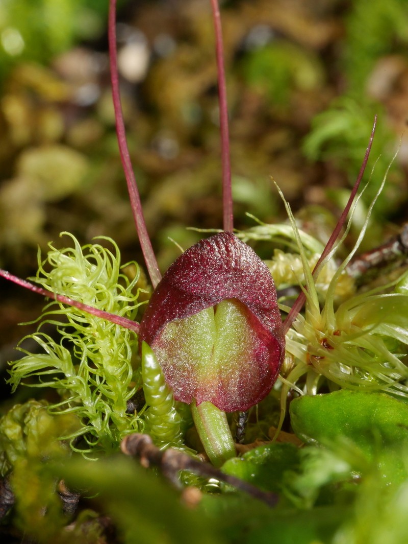 Corybas obscurus photo 3