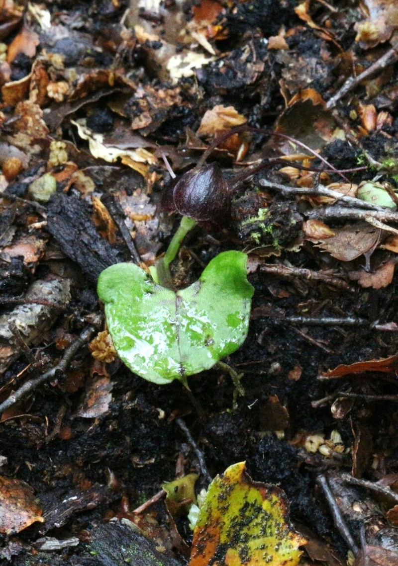 Corybas obscurus photo 4