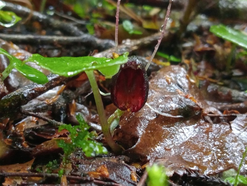 Corybas obscurus photo 5
