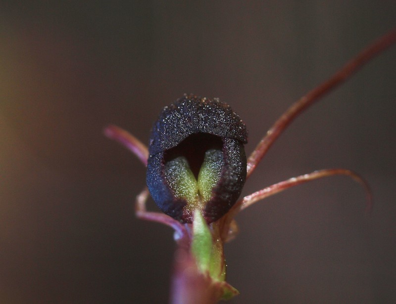 Corybas obscurus photo 6