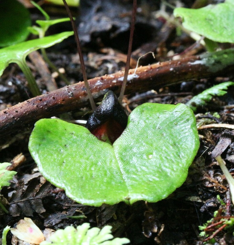 Corybas obscurus photo 7