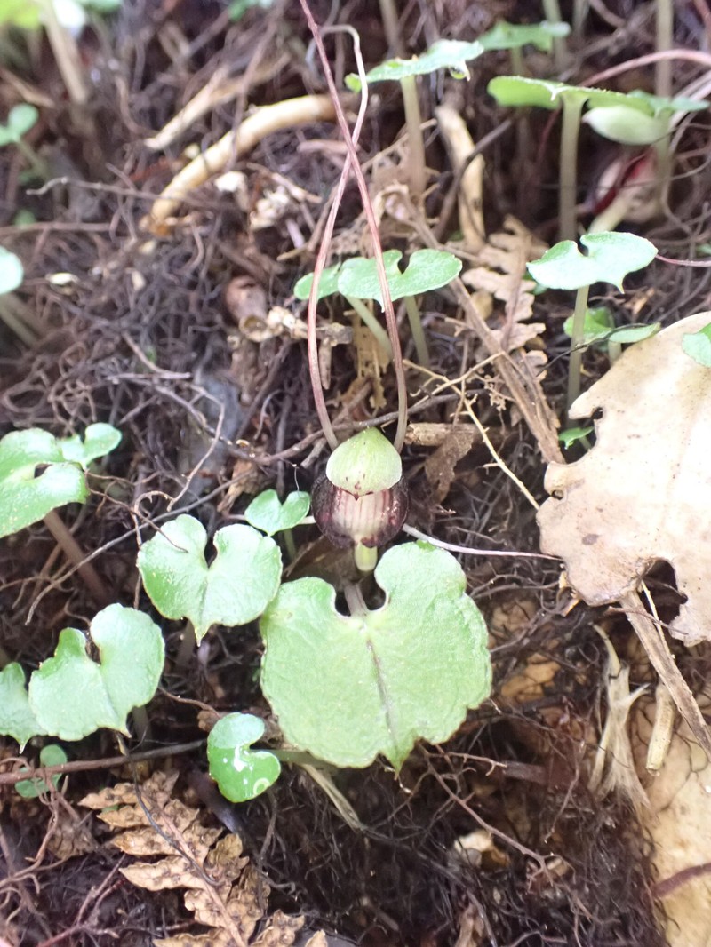 Corybas sanctigeorgianus photo 2