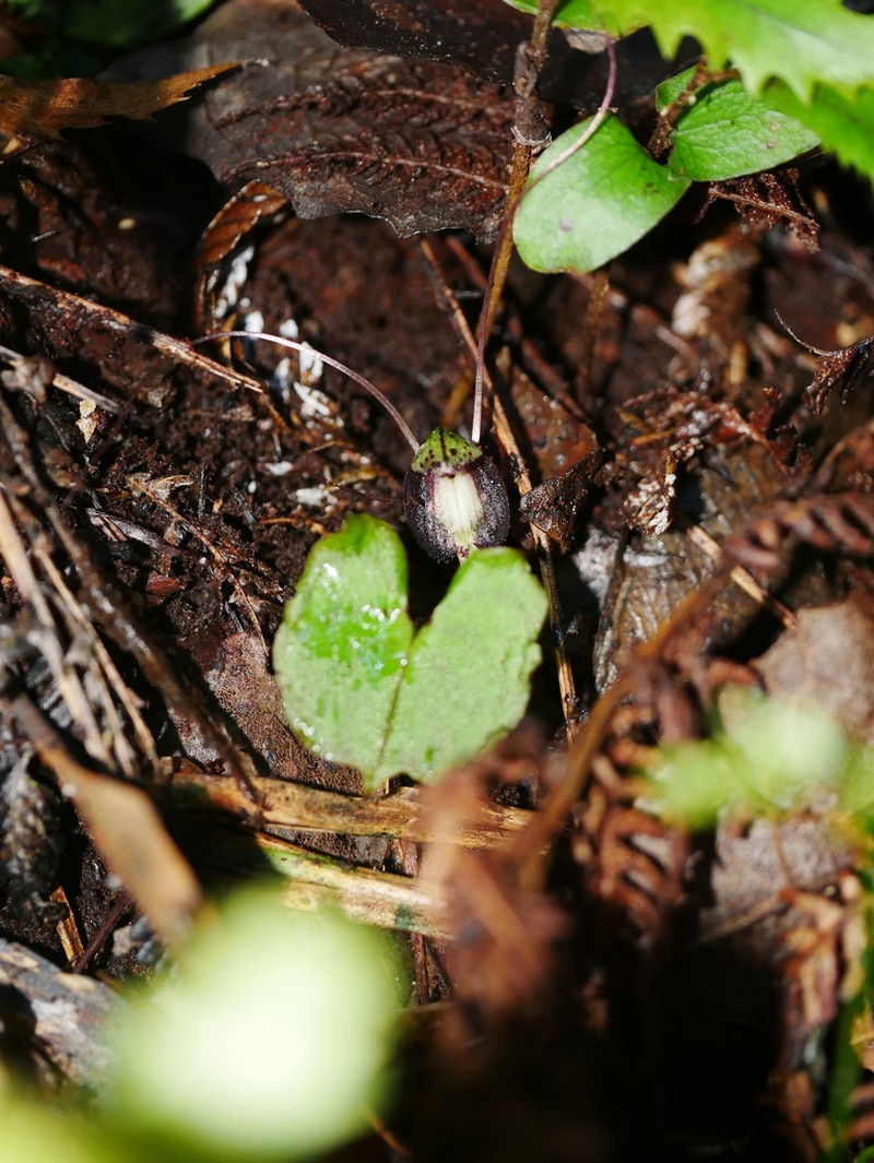 Corybas sanctigeorgianus photo 3