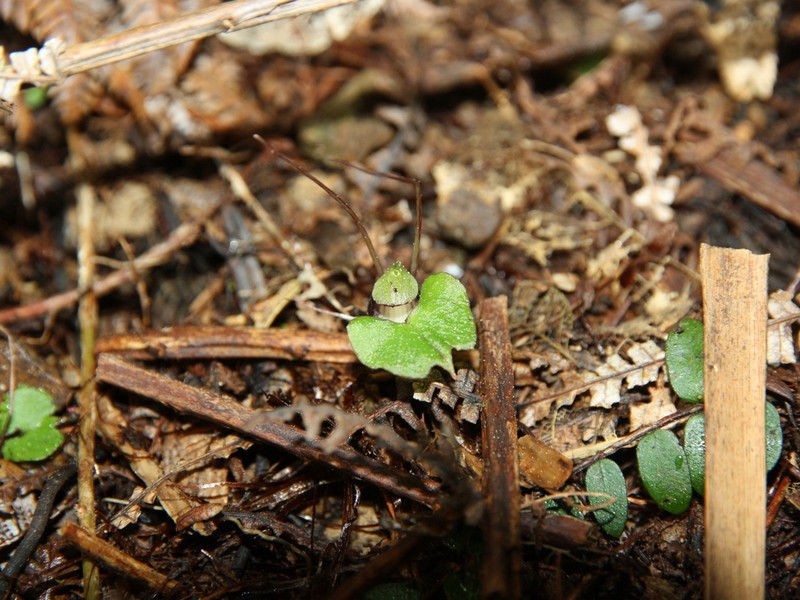 Corybas sanctigeorgianus photo 4