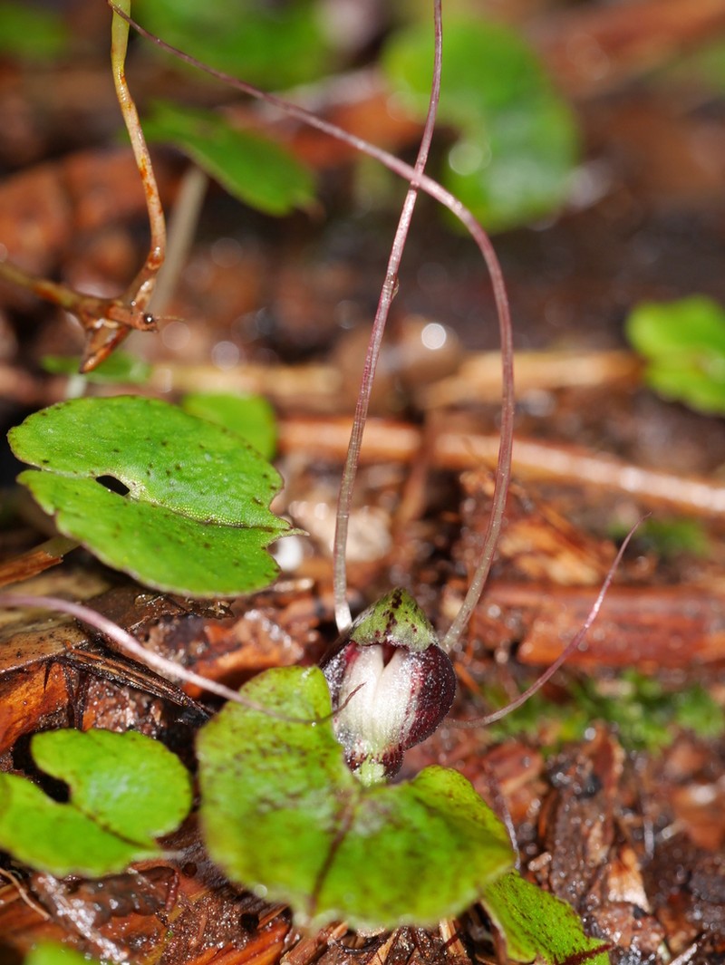 Corybas sanctigeorgianus photo 5