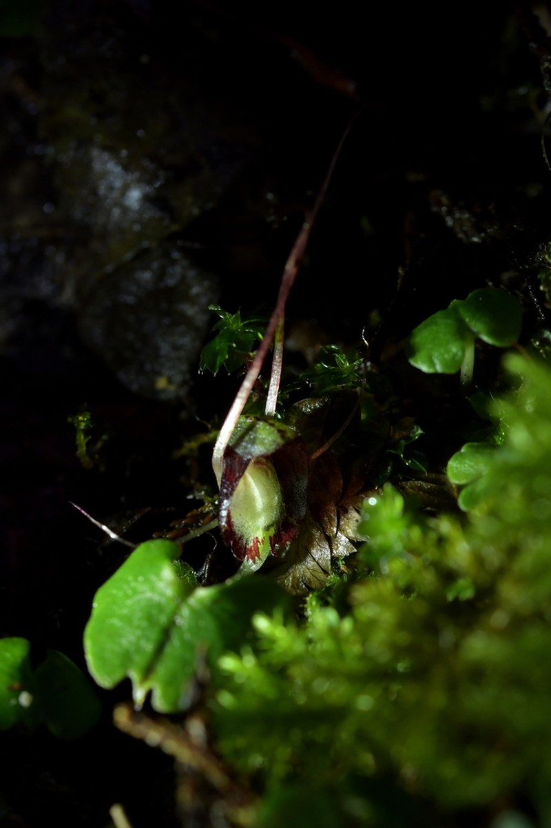 Corybas sanctigeorgianus photo 6