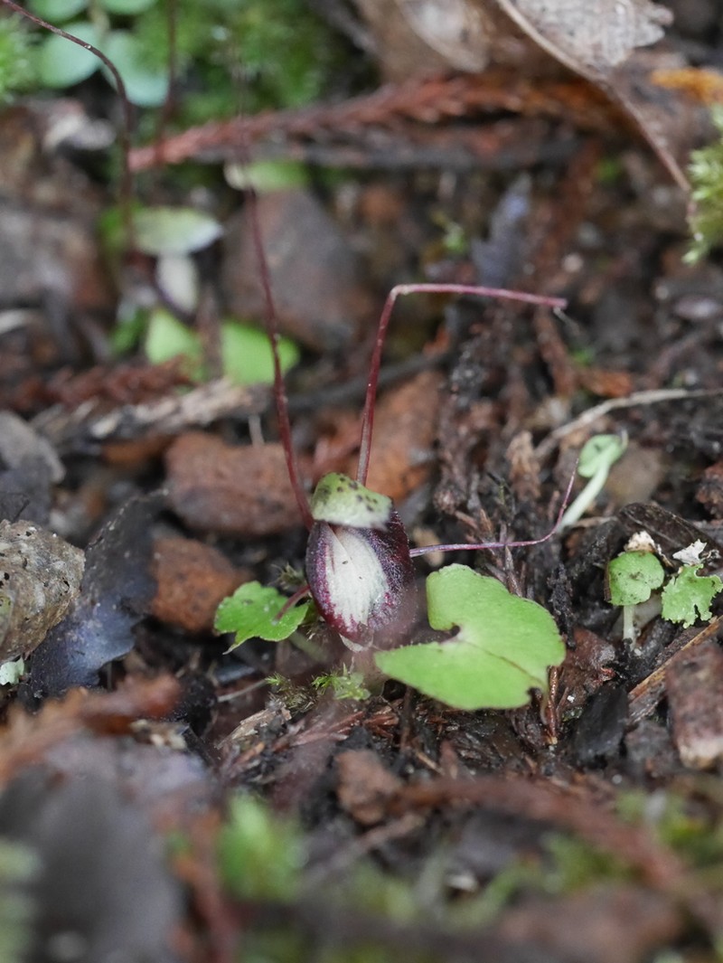 Corybas sanctigeorgianus photo 7