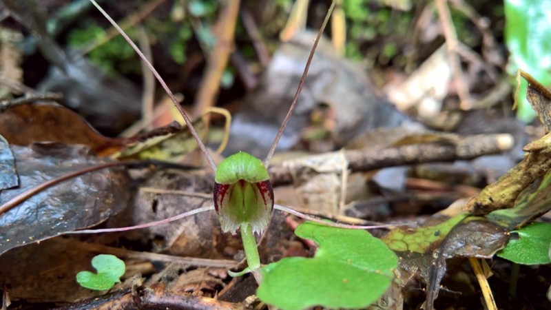 Corybas vitreus photo 2