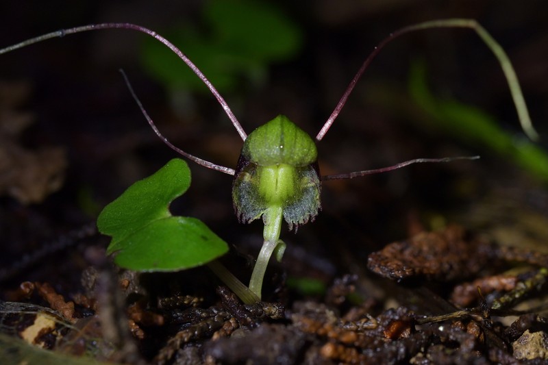 Corybas vitreus photo 3