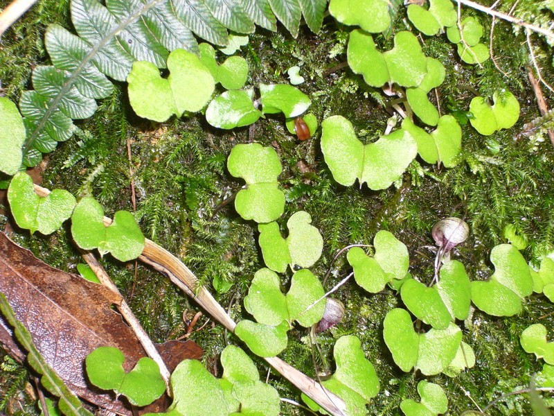 Corybas vitreus photo 4