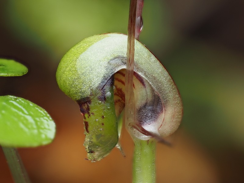Corybas vitreus photo 5