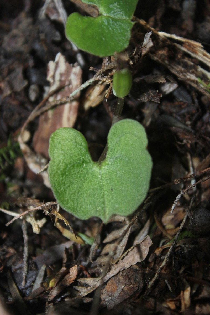 Corybas vitreus photo 6