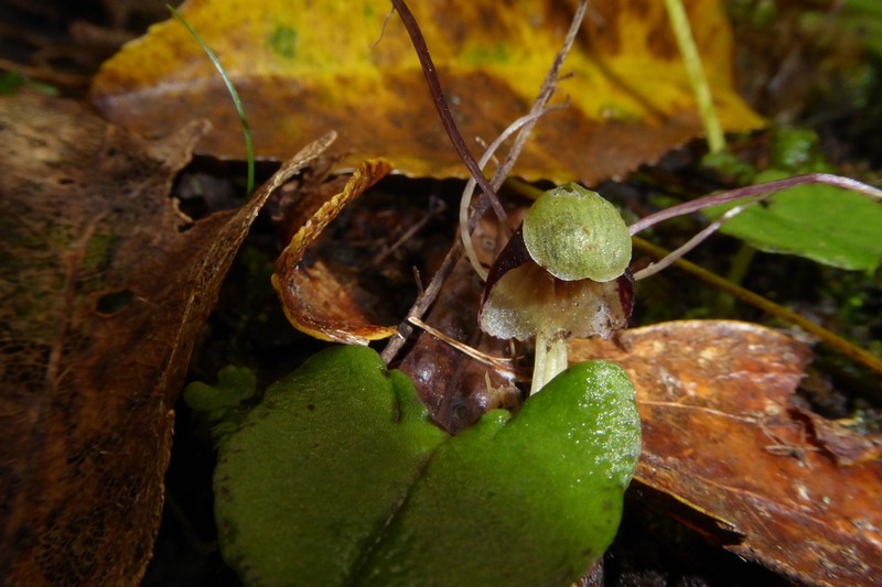 Corybas vitreus photo 7