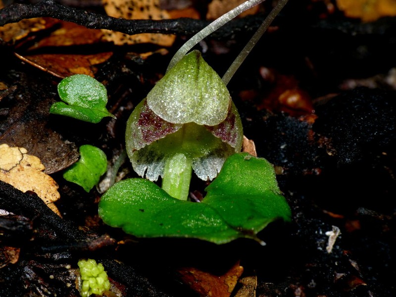 Corybas walliae photo 2