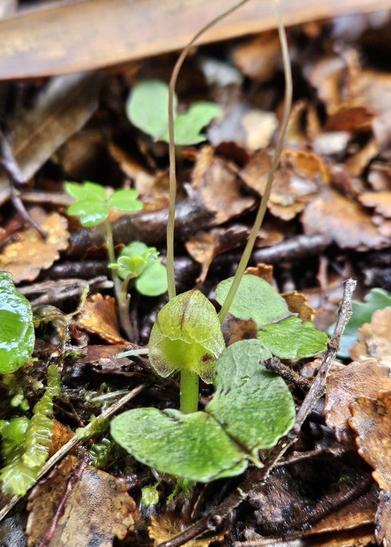 Corybas walliae photo 3