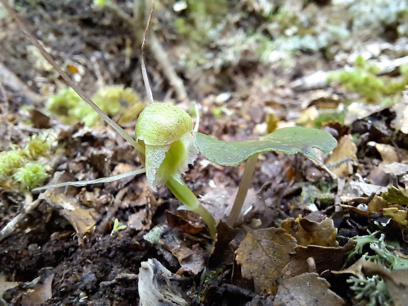 Corybas walliae photo 4
