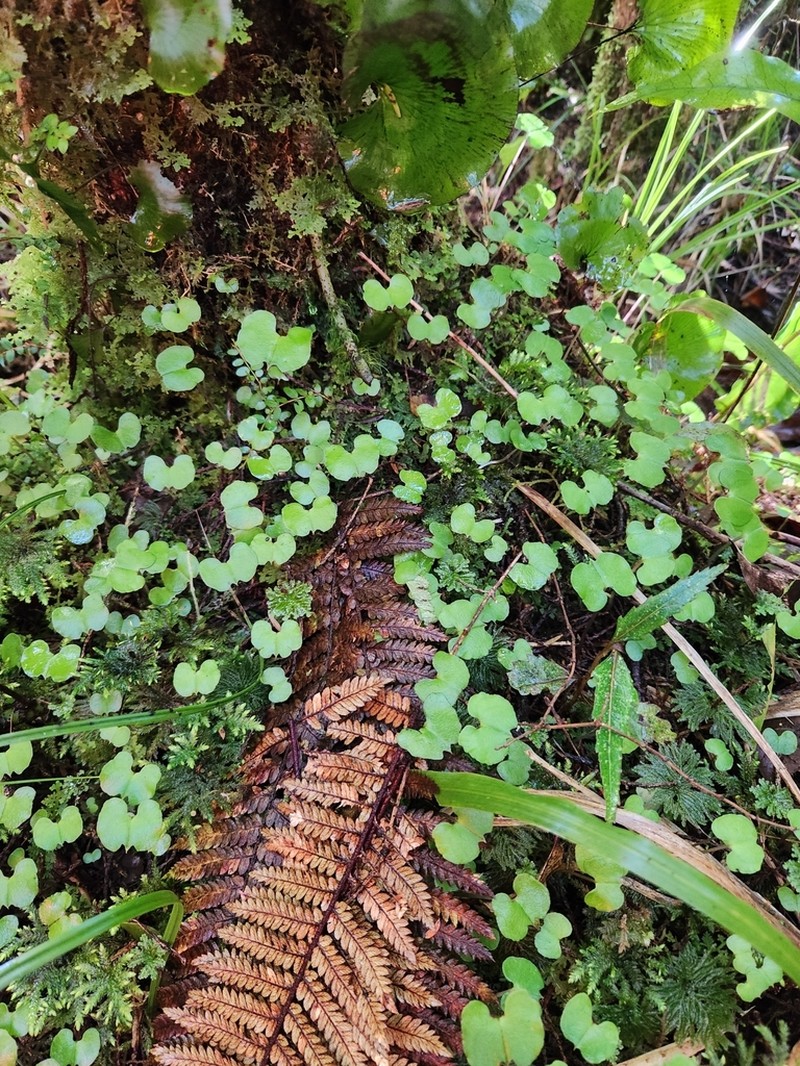 Corybas walliae photo 5