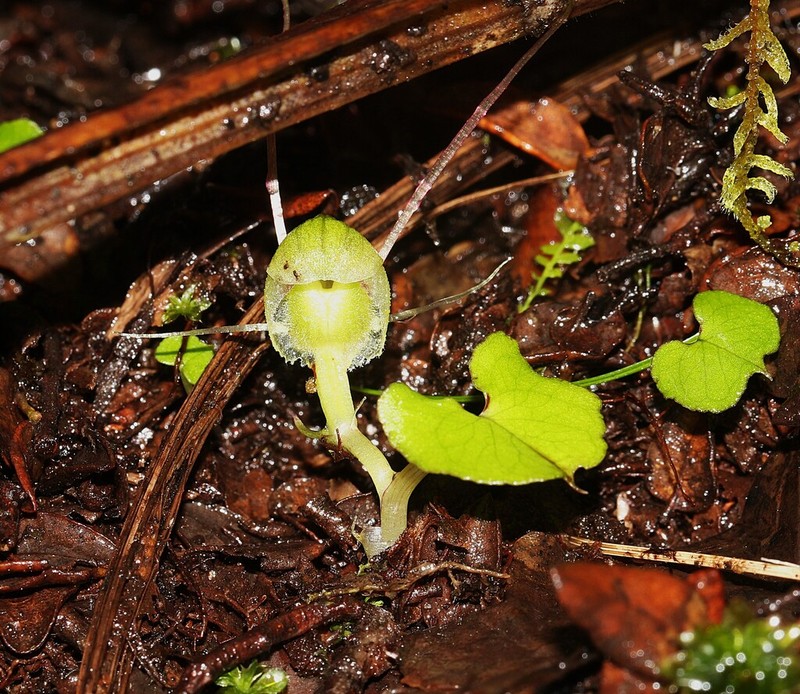 Corybas walliae photo 6