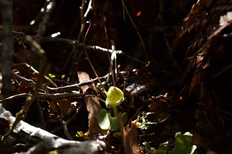 Corybas walliae photo 7