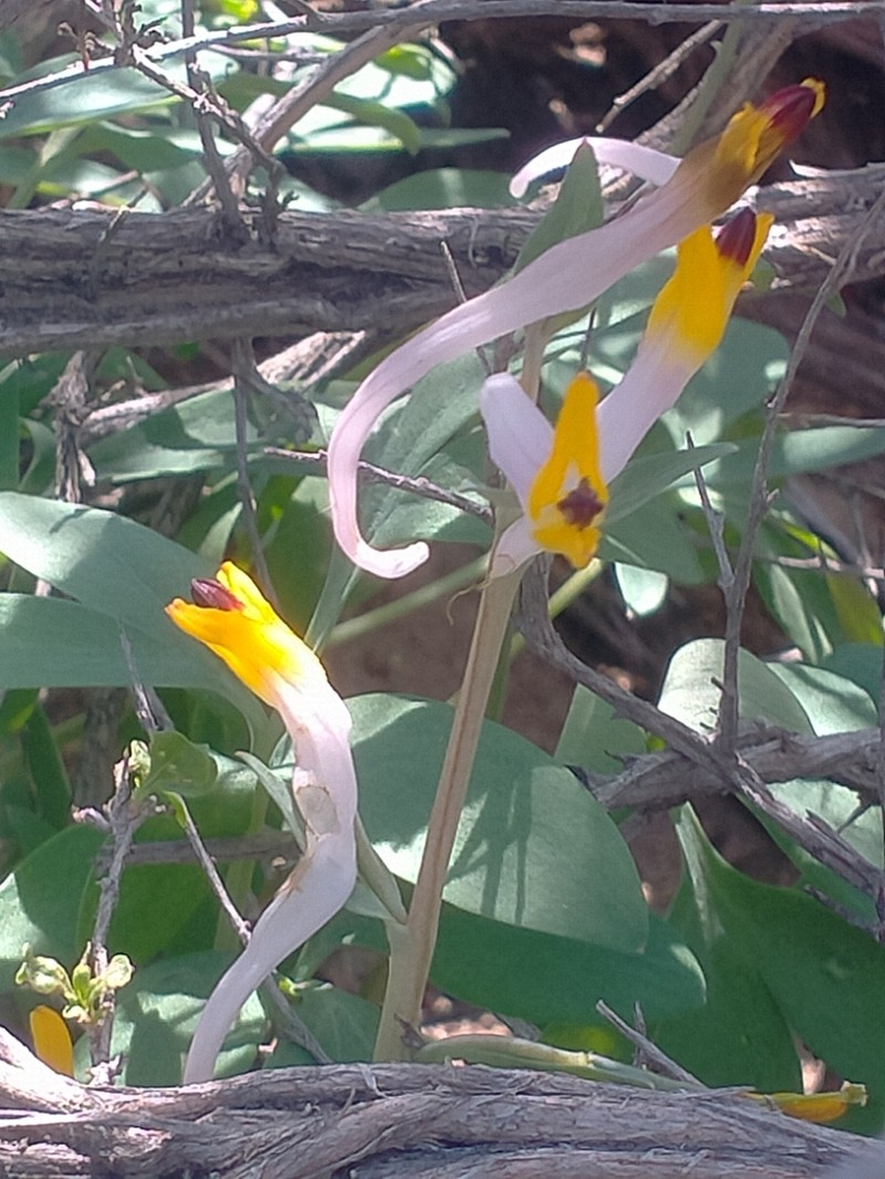 Corydalis ainae