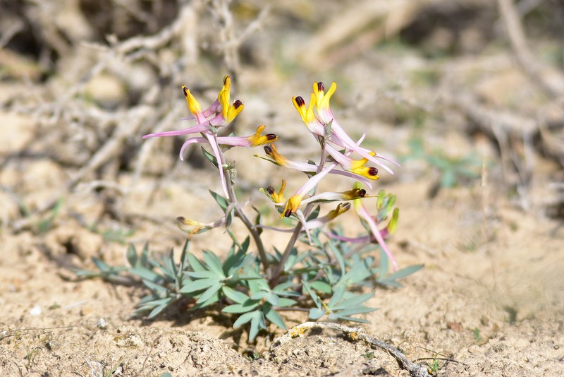 Corydalis ainae photo 2