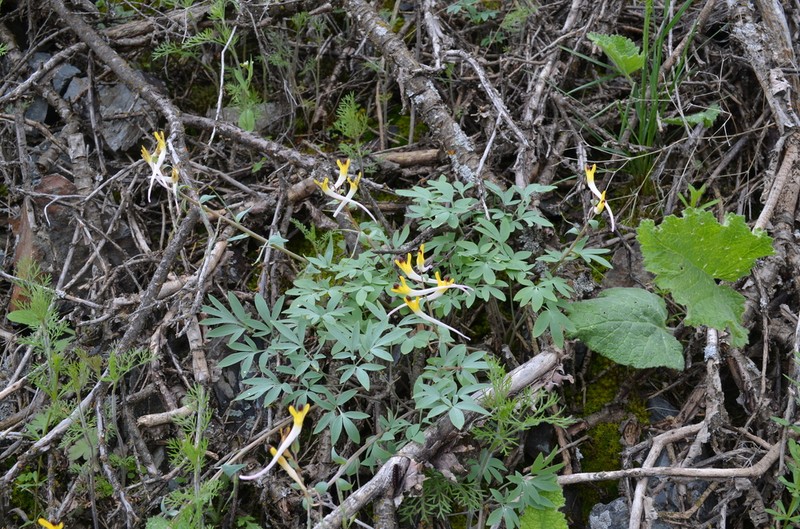 Corydalis ainae photo 3