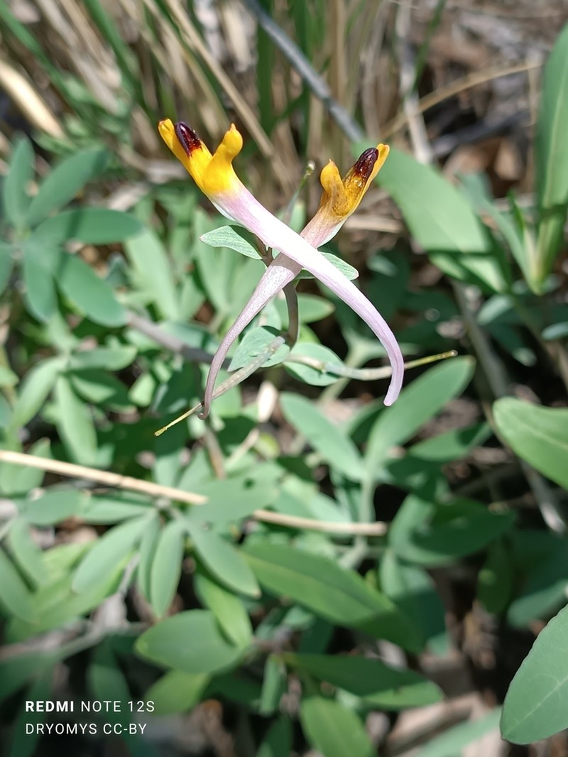 Corydalis ainae photo 4