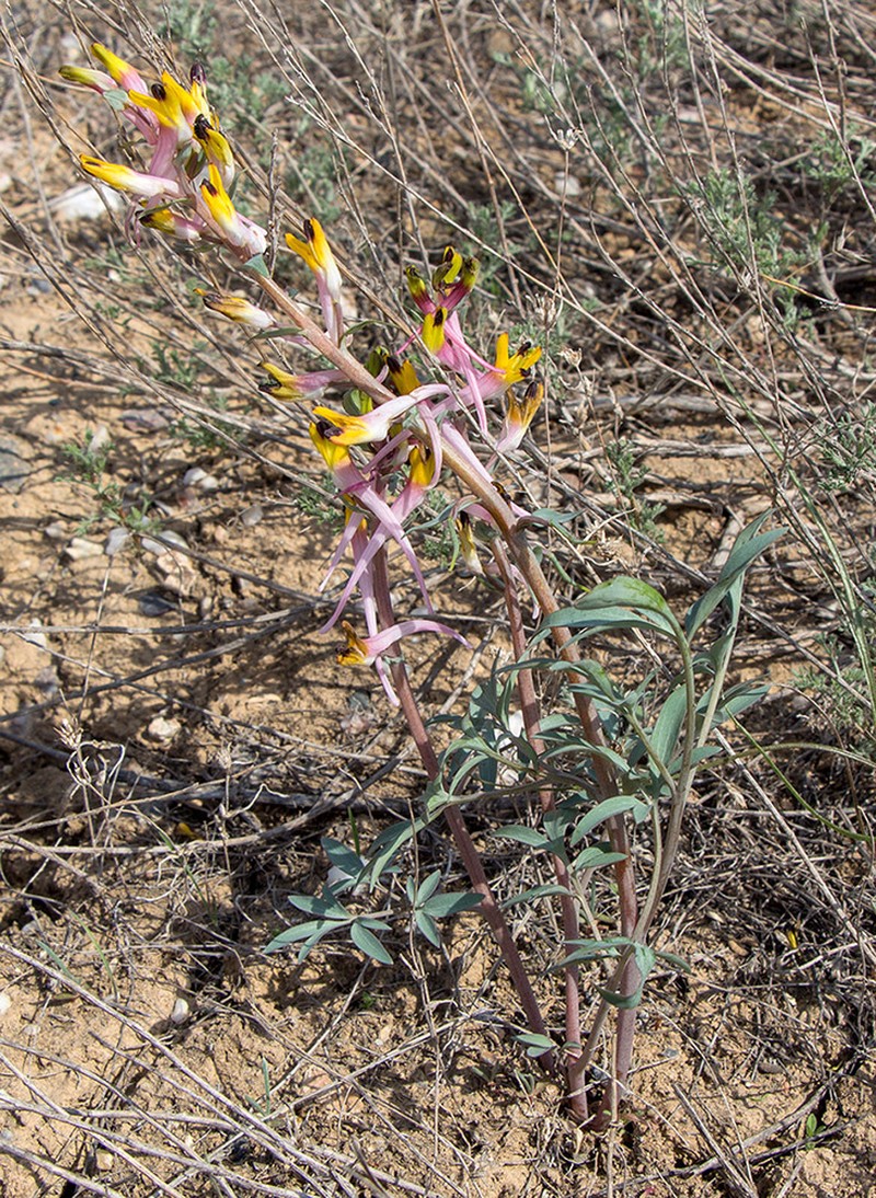Corydalis ainae photo 5