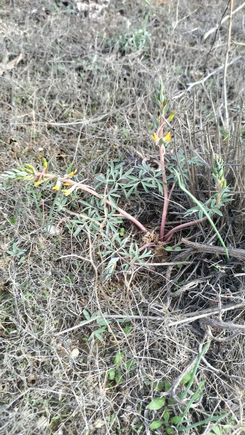 Corydalis ainae photo 6