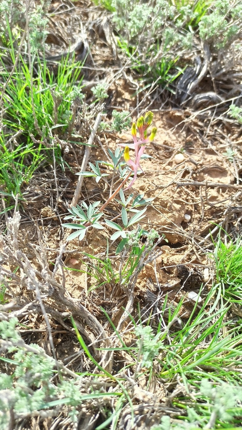 Corydalis ainae photo 7