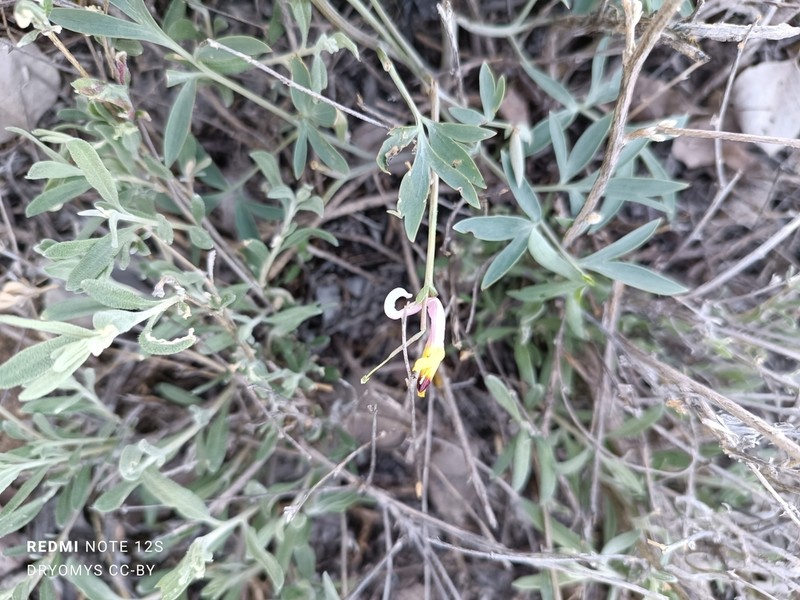 Corydalis ainae photo 8
