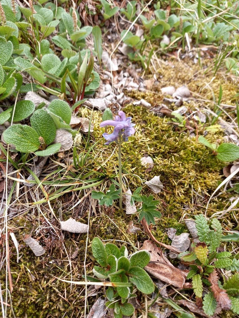 Corydalis arctica
