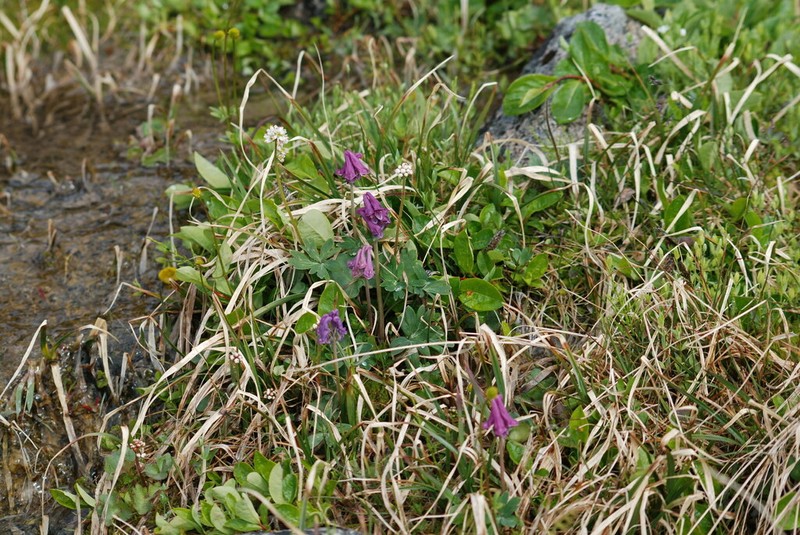 Corydalis arctica photo 2