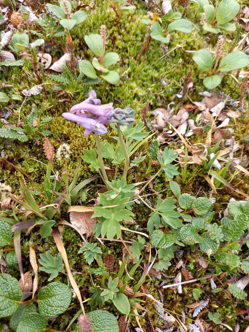 Corydalis arctica photo 3