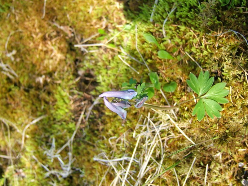 Corydalis arctica photo 4