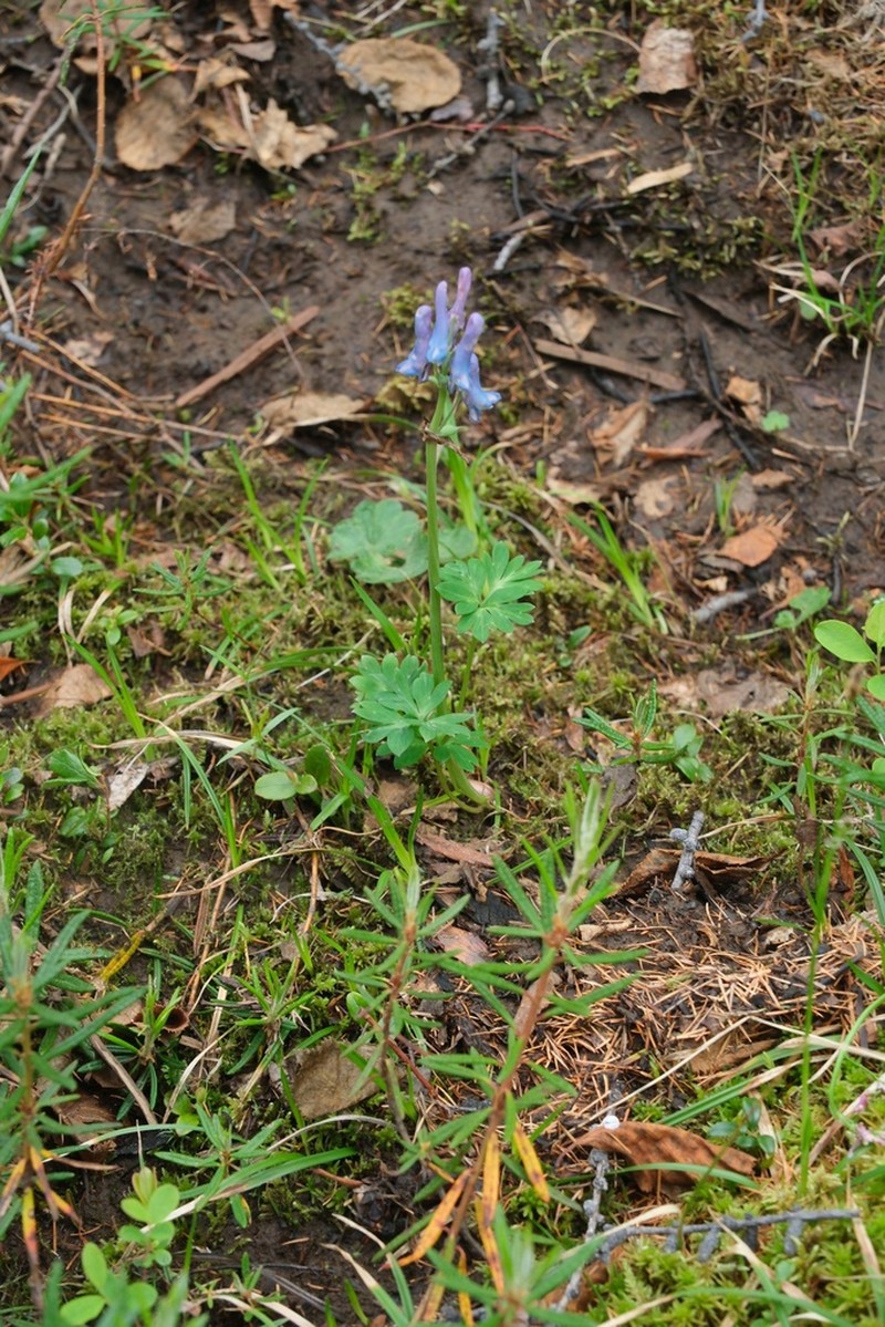 Corydalis arctica photo 5