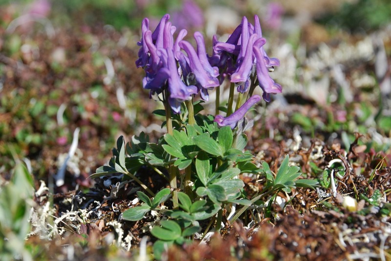 Corydalis arctica photo 6