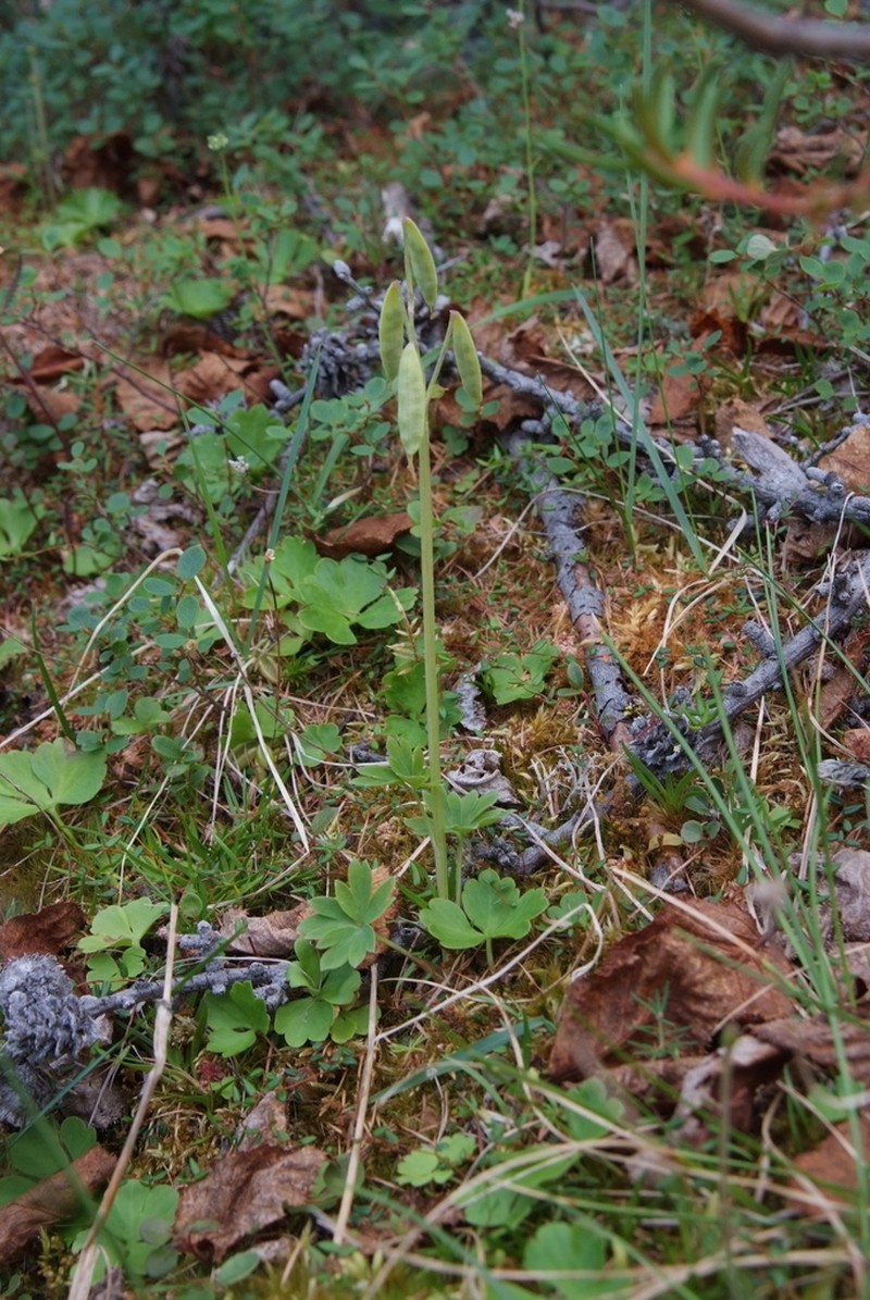 Corydalis arctica photo 7