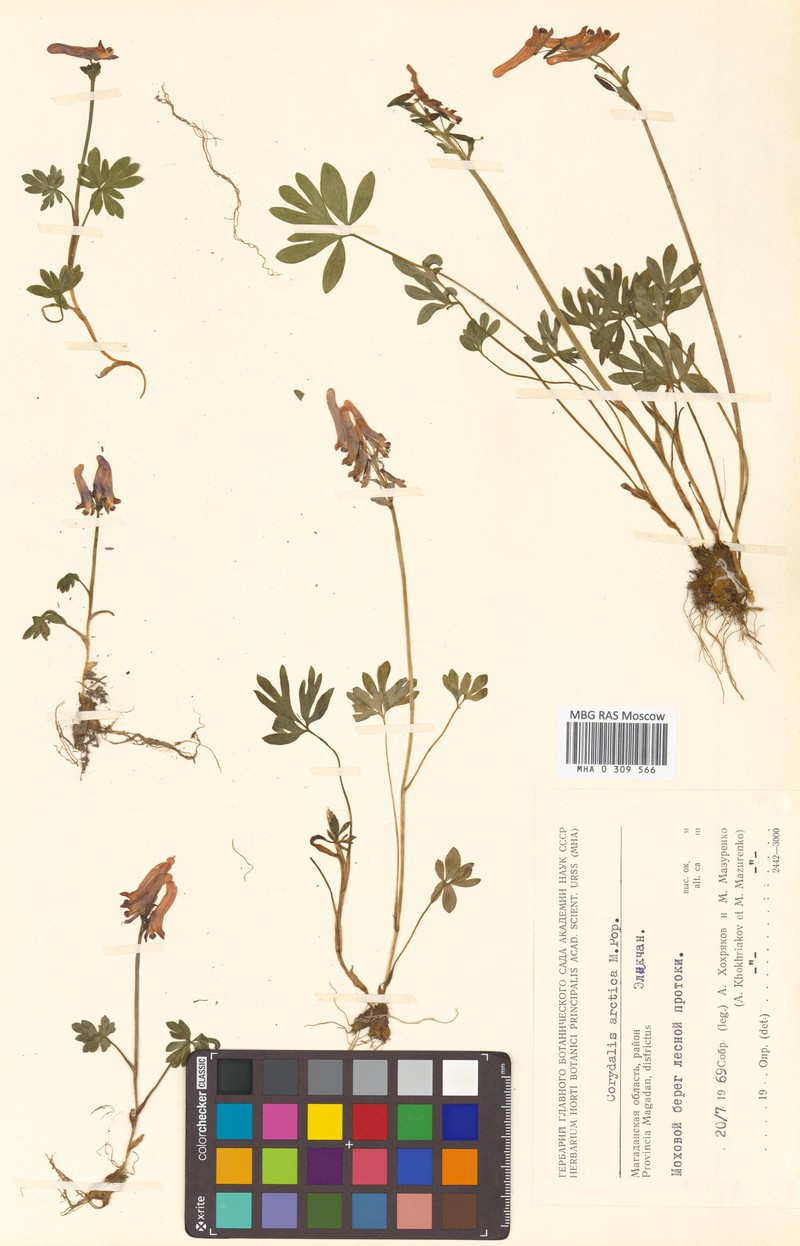 Corydalis arctica subsp. arctica
