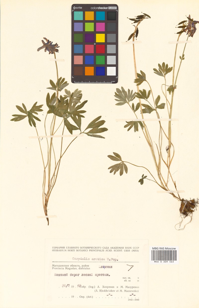 Corydalis arctica subsp. arctica photo 2