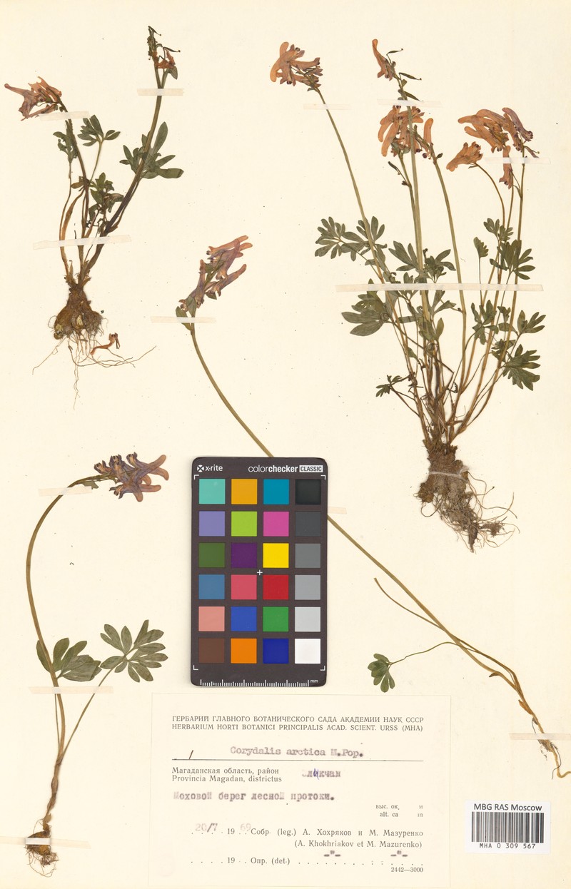 Corydalis arctica subsp. arctica photo 3