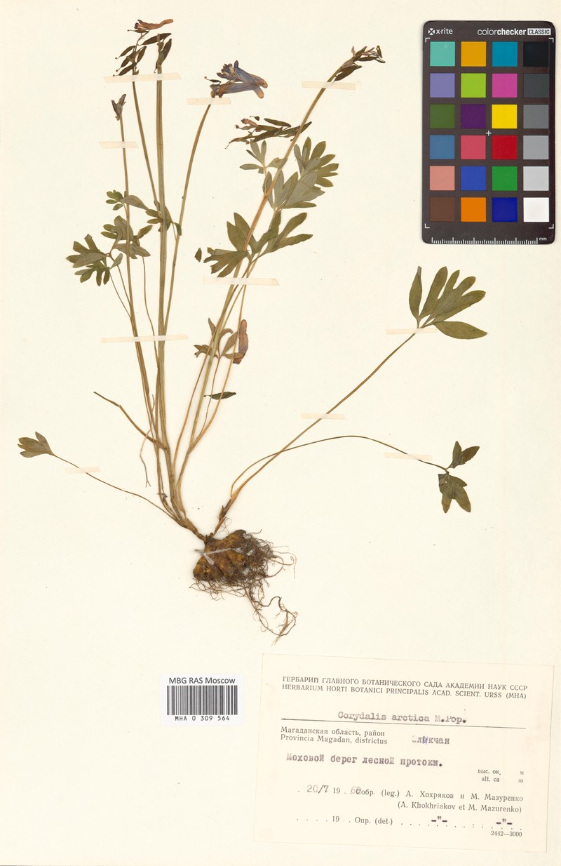 Corydalis arctica subsp. arctica photo 4