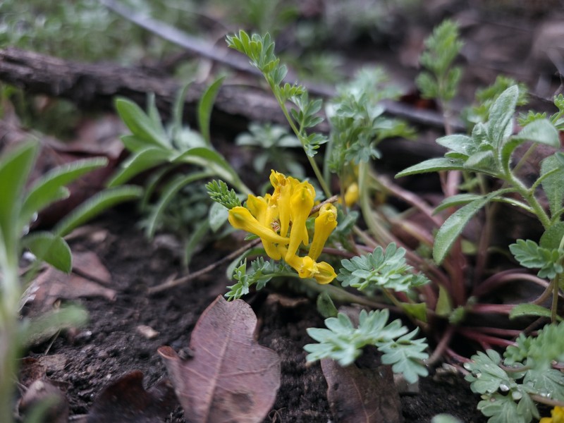 Corydalis aurea subsp. aurea