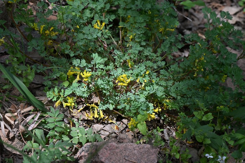 Corydalis aurea subsp. aurea photo 2