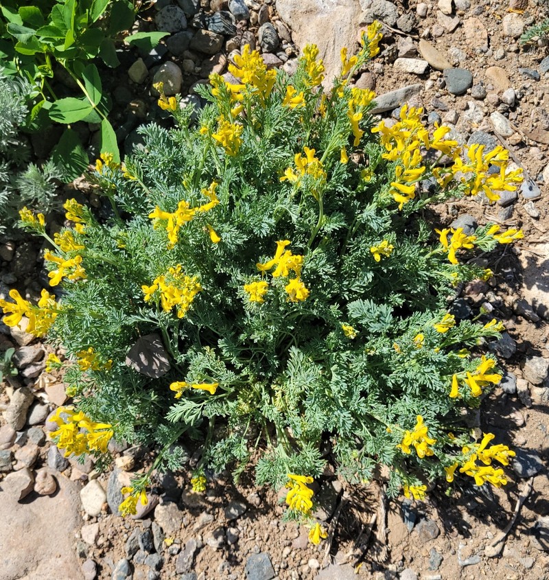 Corydalis aurea subsp. aurea photo 3