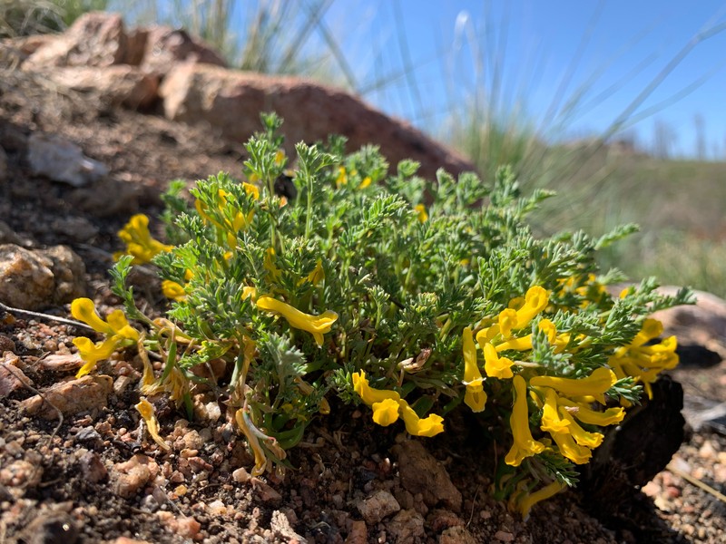 Corydalis aurea subsp. aurea photo 4