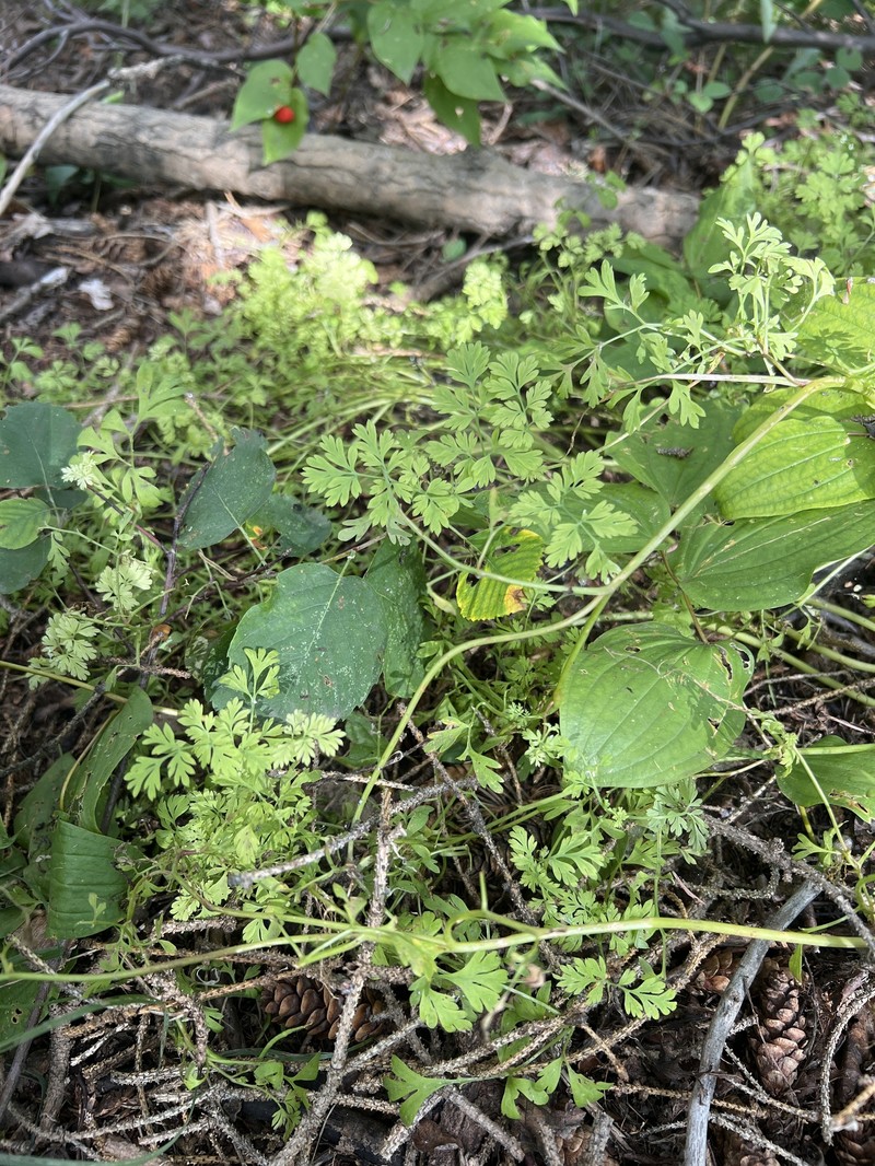 Corydalis aurea subsp. aurea photo 5