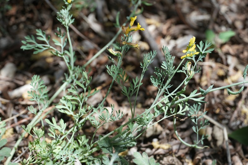 Corydalis aurea subsp. aurea photo 6